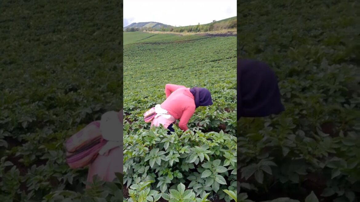 Fields crops agrecultural forming shorts