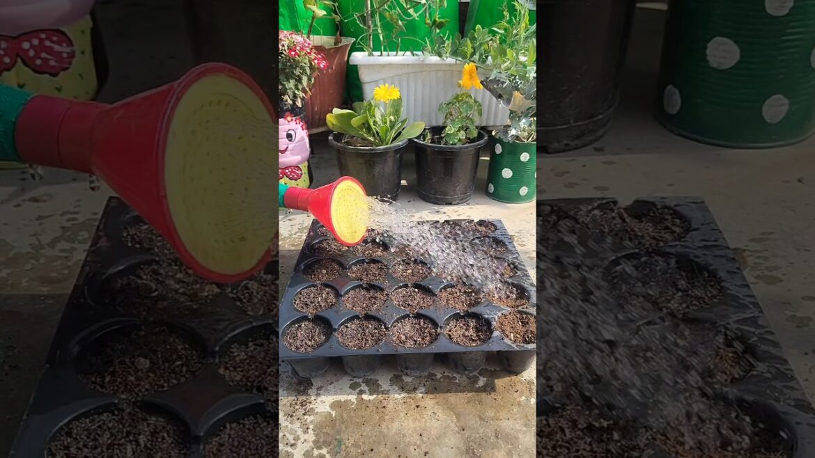 Sunflower seeds sowing #gardening #sunflower #seed Sunflower seeds sowing #gardening #sunflower #seed