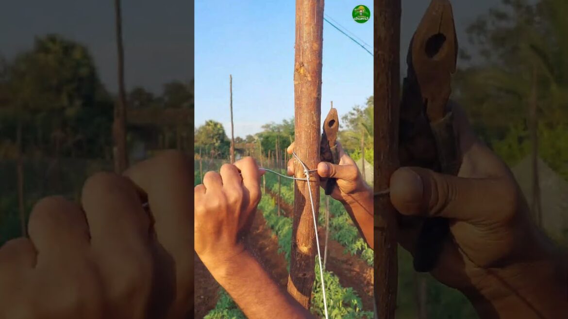 🔥Tomato farming ideas!👌🏻👆🏻 #farminglife #tomato #tips #short