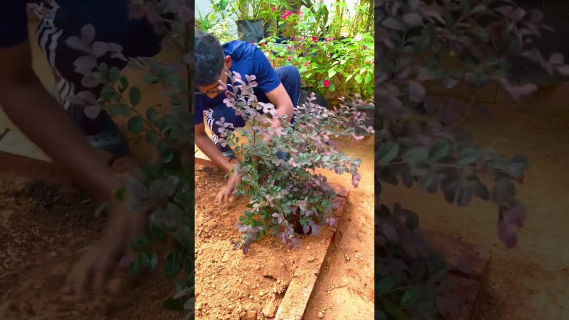 Loropetalum🌸 seting🩷#gardenlover