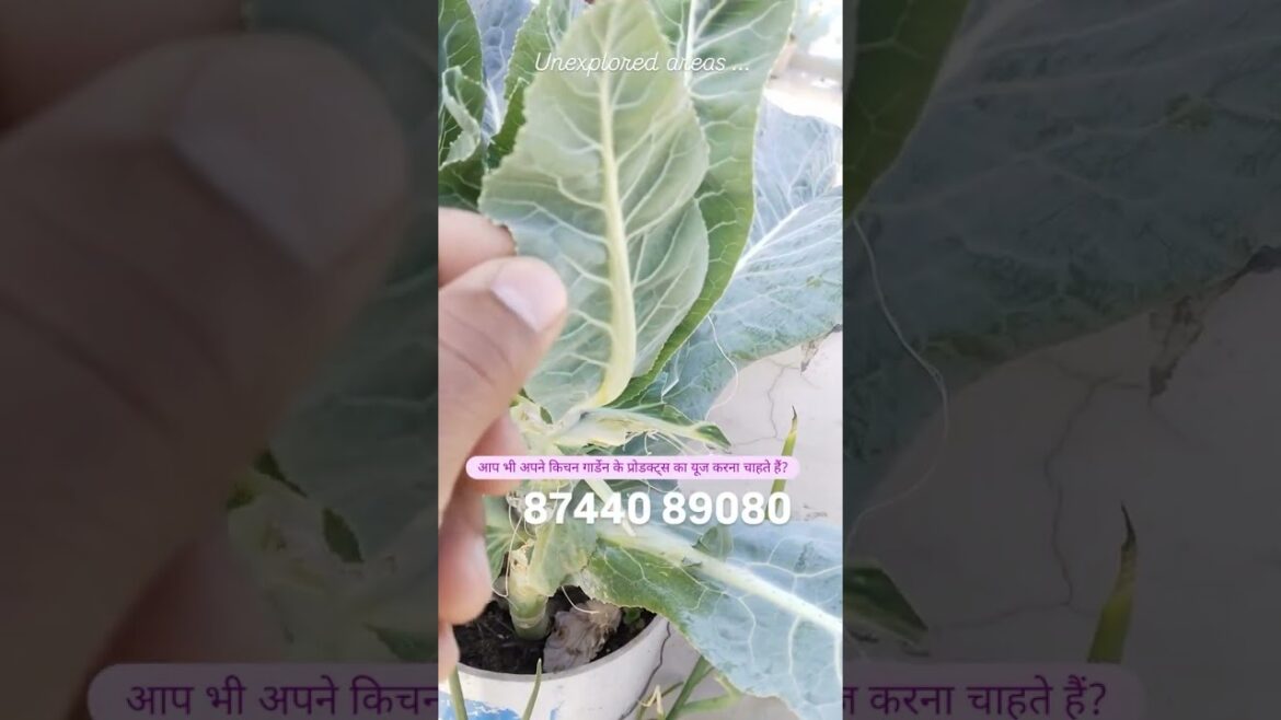 Cauliflower leaves – Vertical Vegetable Gardening Veg Roof 1 Cauliflower leaves - Vertical Vegetable Gardening Veg Roof 1