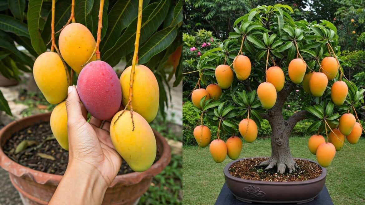 LIVE🔴🌿How to Grow Mango Trees Indoors – Container Gardening Guide #livestream #live LIVE🔴🌿How to Grow Mango Trees Indoors – Container Gardening Guide #livestream #live