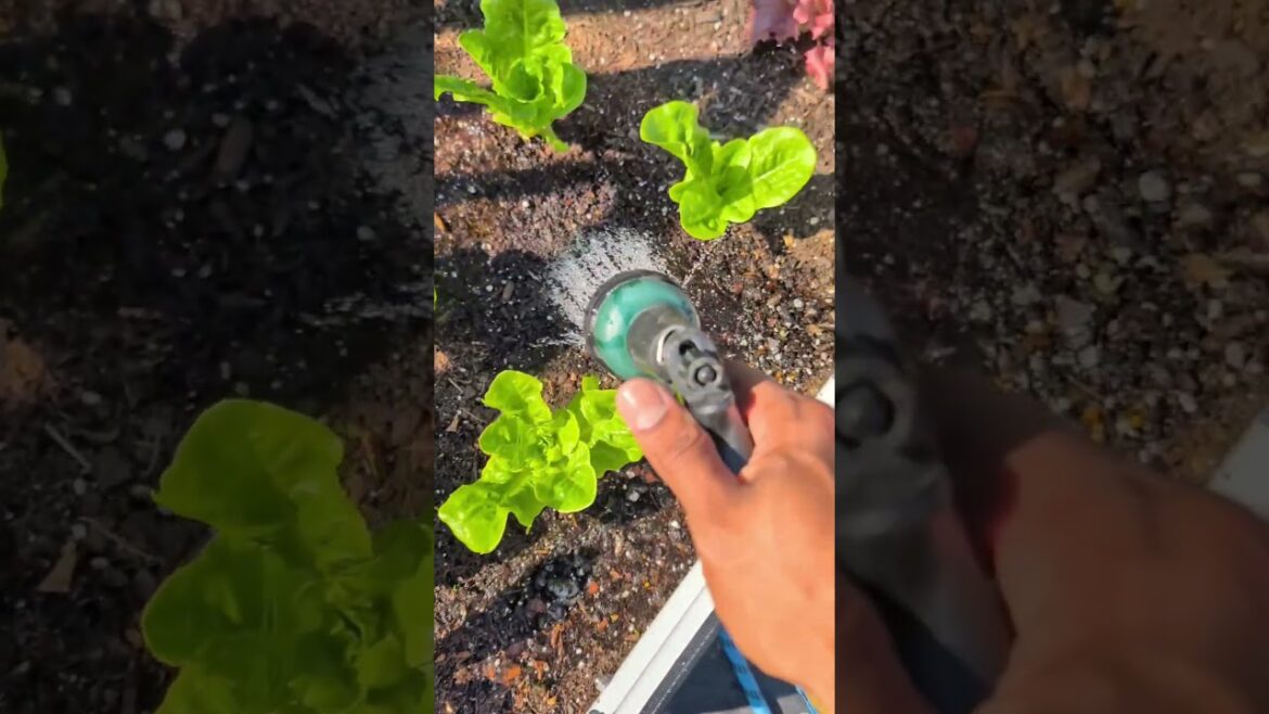 Watering Tips for Beginners in Fall Time 🍁🍂 #gardentips #gardening #garden