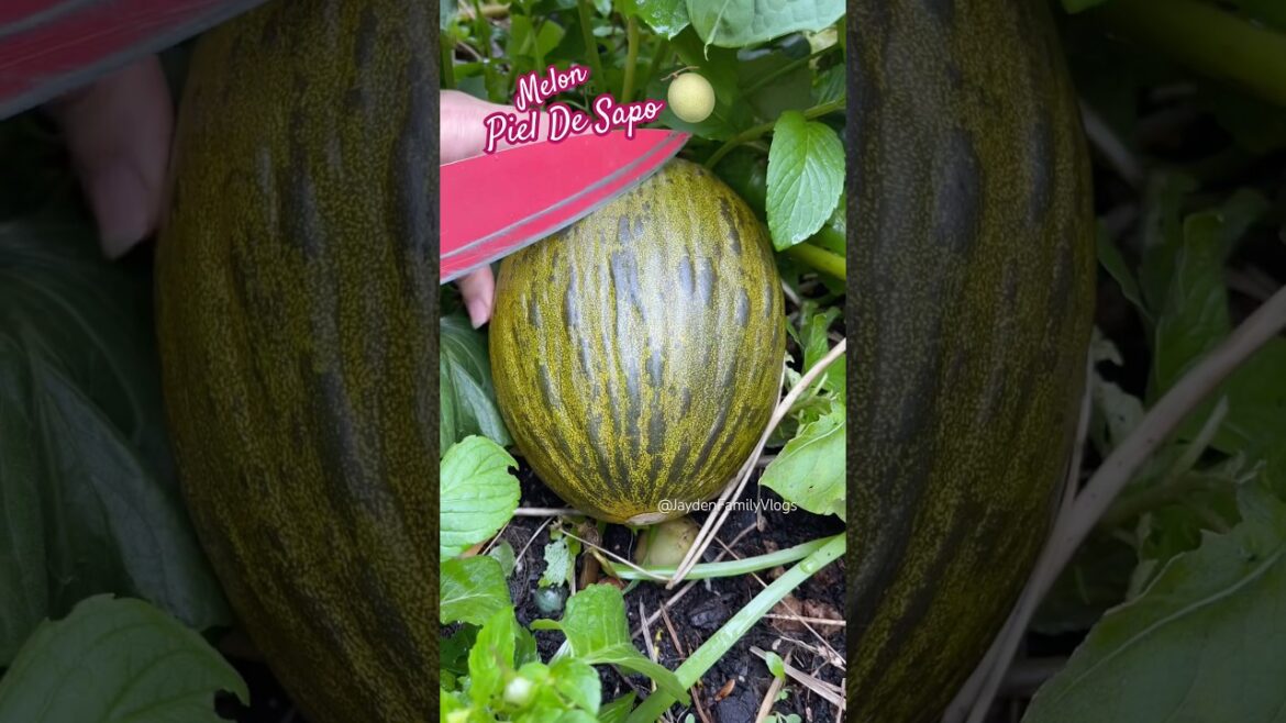 Fruit Cutting Piel de Sapo Melon #shorts #fruit #satisfying #fruitcutting #enjoy