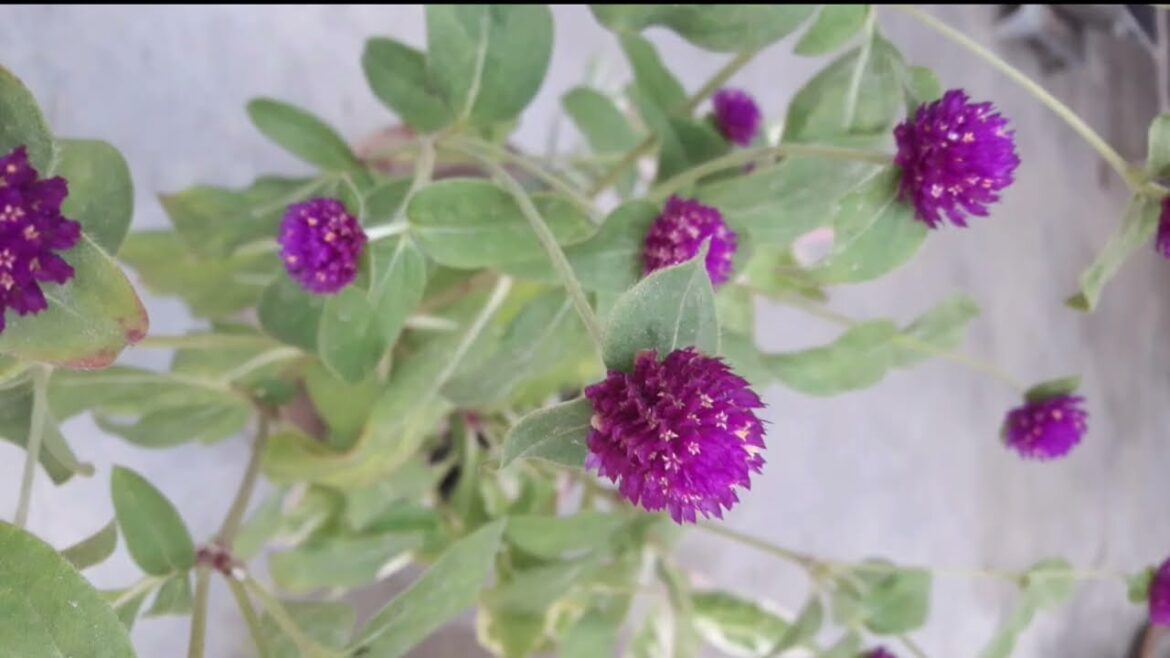 Small Garden Ideas | Front Yard Garden | Garden Tour | Indoor Garden | Outdoor Garden Small Garden Ideas | Front Yard Garden | Garden Tour | Indoor Garden | Outdoor Garden