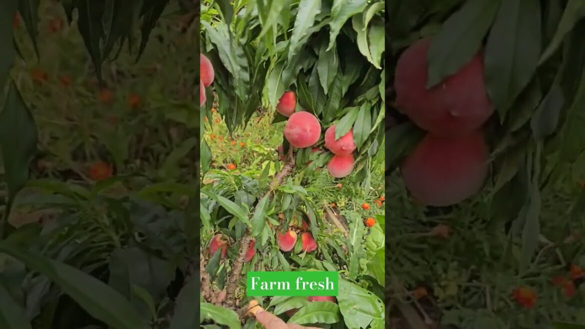 Mini peach tree producing abundance of Peaches in  backyard garden |Organic| Farm fresh| Miniature 🌳
