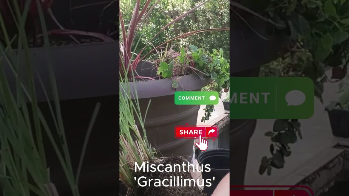 Gracillimus grass in containers #plants #garden #containergardening #grass Gracillimus grass in containers #plants #garden #containergardening #grass