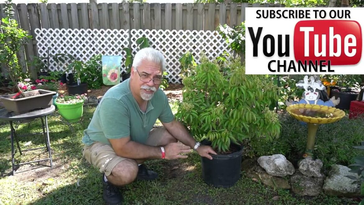 Edible gardening in Florida. You can grow dwarf litchi – lychee trees in containers. Edible gardening in Florida. You can grow dwarf litchi - lychee trees in containers.