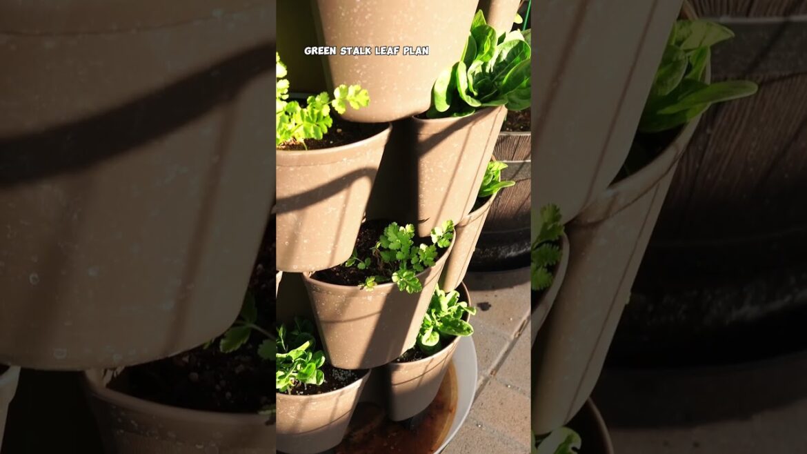 Growing Veggies & Herbs in GreenStalk Planter | Classic vs Leaf Planter Explained + $10 Off!