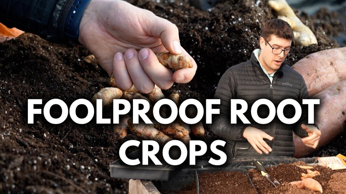 MIgardener: Start These 3 Root Crops Right NOW! Start These 3 Root Crops Right NOW!