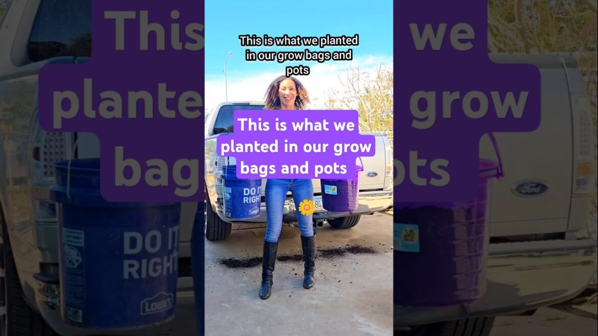 What I'm growing in grow bags and pots #growbags #garden #containergardening