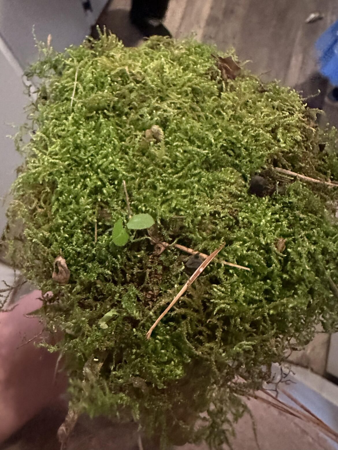 Help with ID please