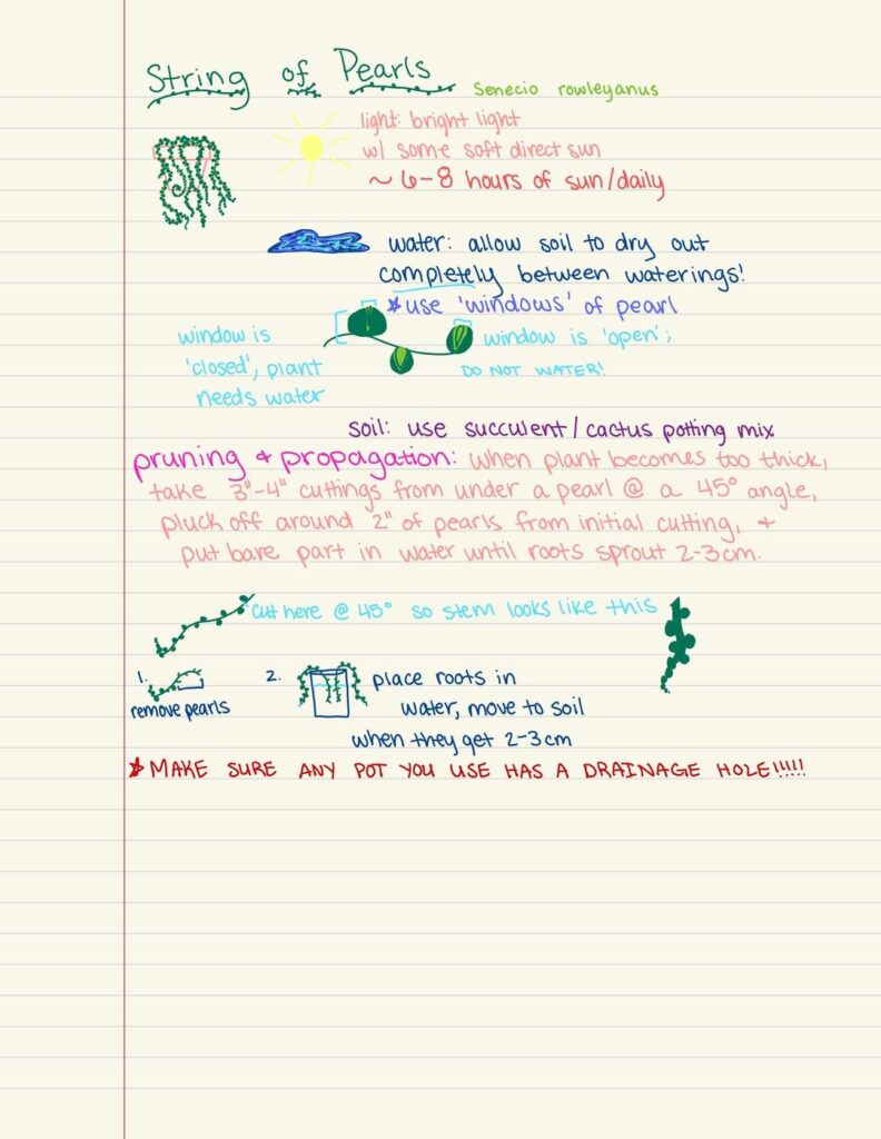 pearls guidelines