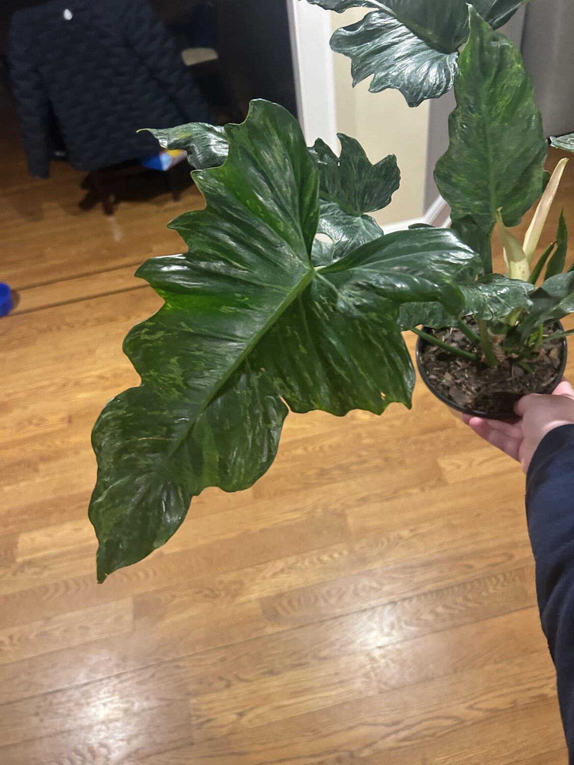 Bought at a garden expo today!