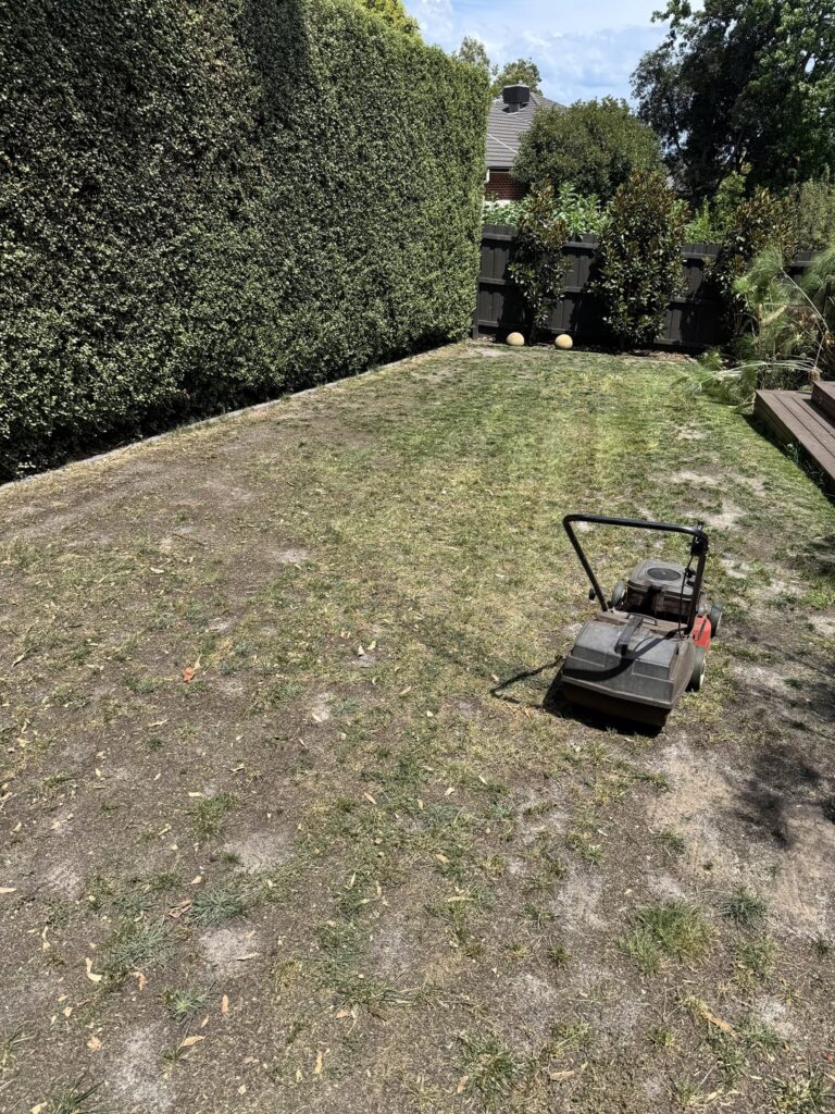 Help save my backyard of dirt and weeds! Help save my backyard of dirt and weeds!