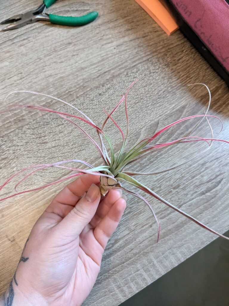 Underwatered or Overwatered?