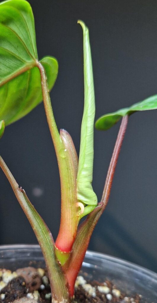 Stuck leaves trick Stuck leaves trick