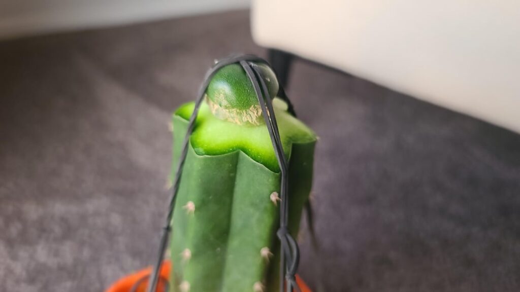 Why 0% success with loph?