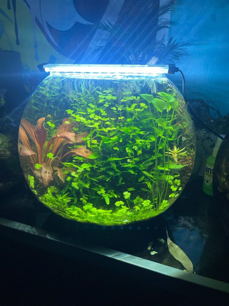 My favourite aquarium jar I’ve ever made