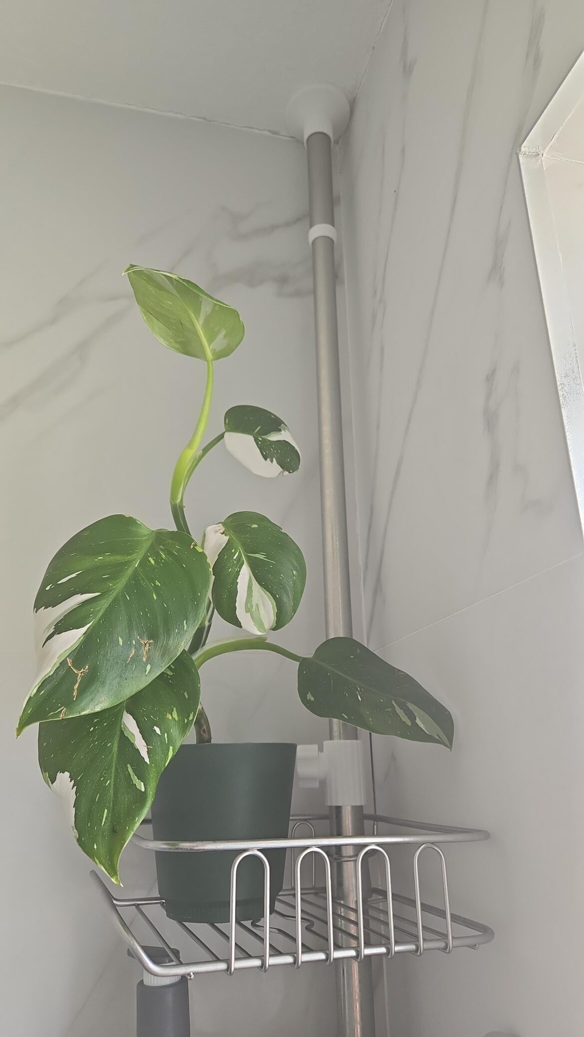 Impulsive buy, white wizard Impulsive buy, white wizard