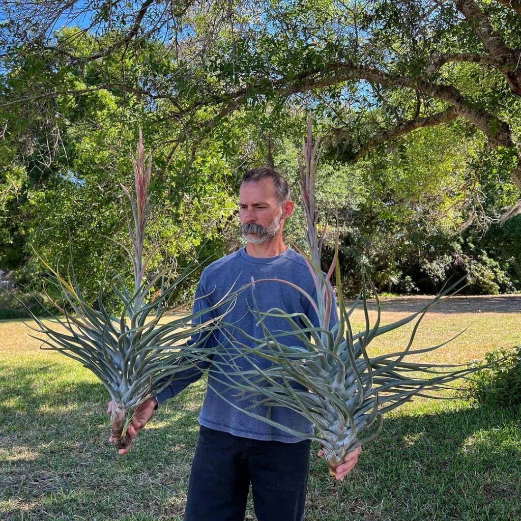 Tillandsia 'Amazing Grace'