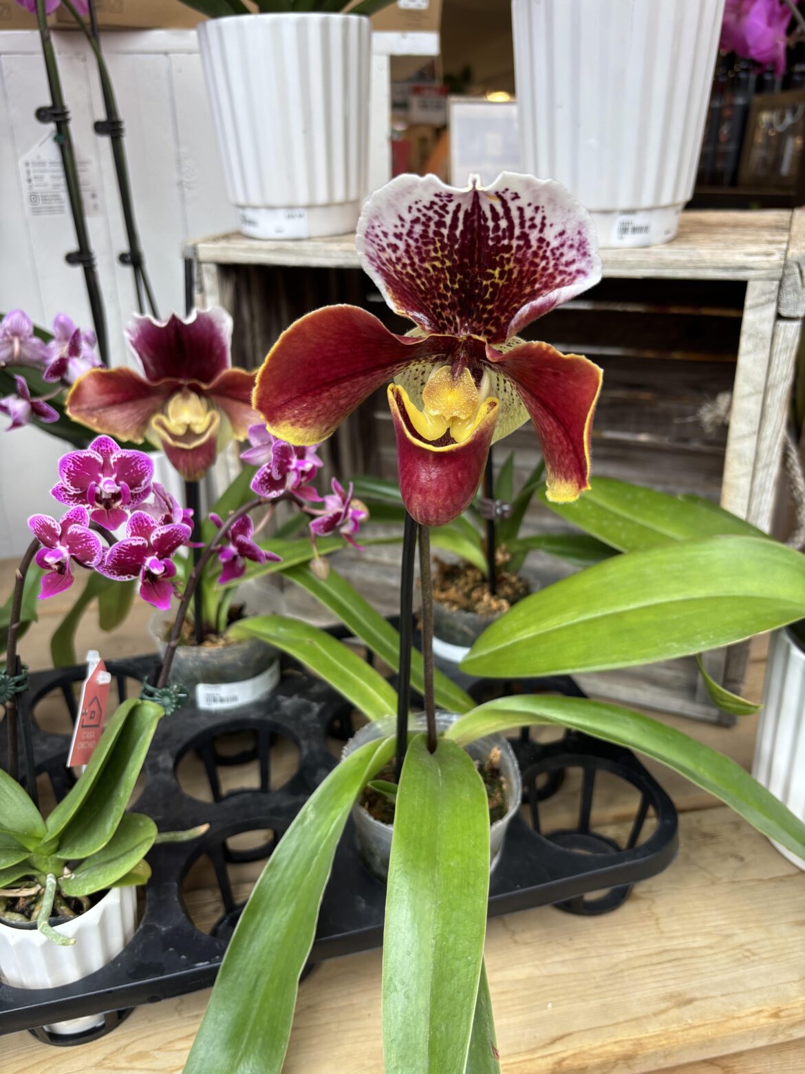 First paph sighting First paph sighting