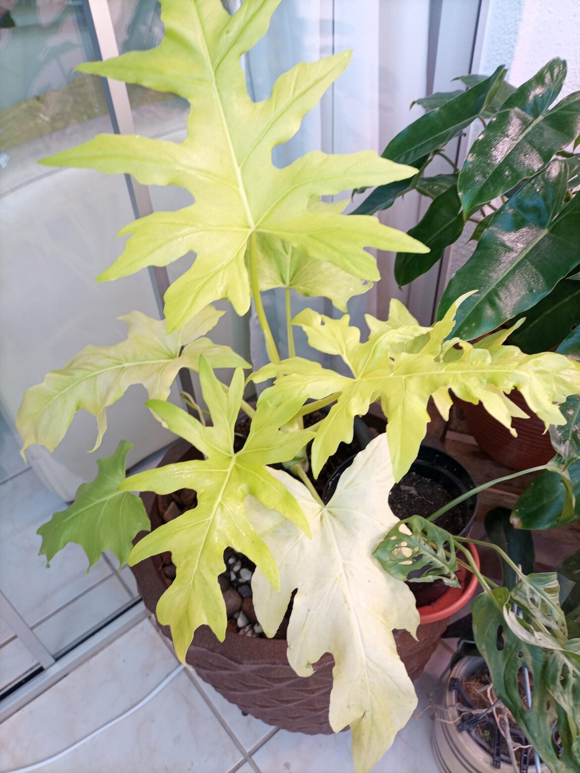 Philodendron Warscewiczii