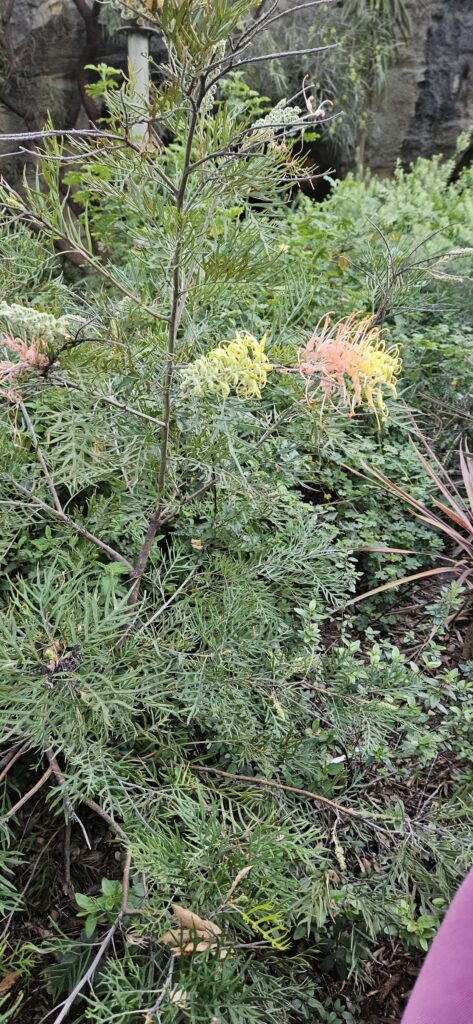 what are these plants? what are these plants?