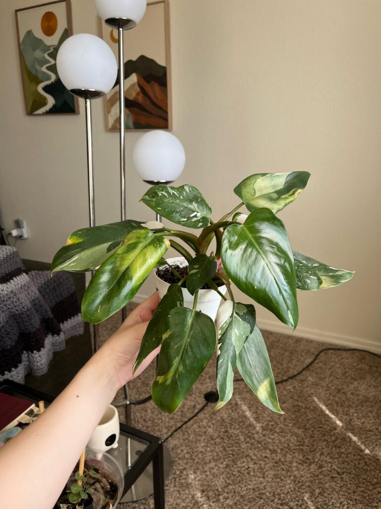 I bought a white princess philodendron at my local nursery I bought a white princess philodendron at my local nursery