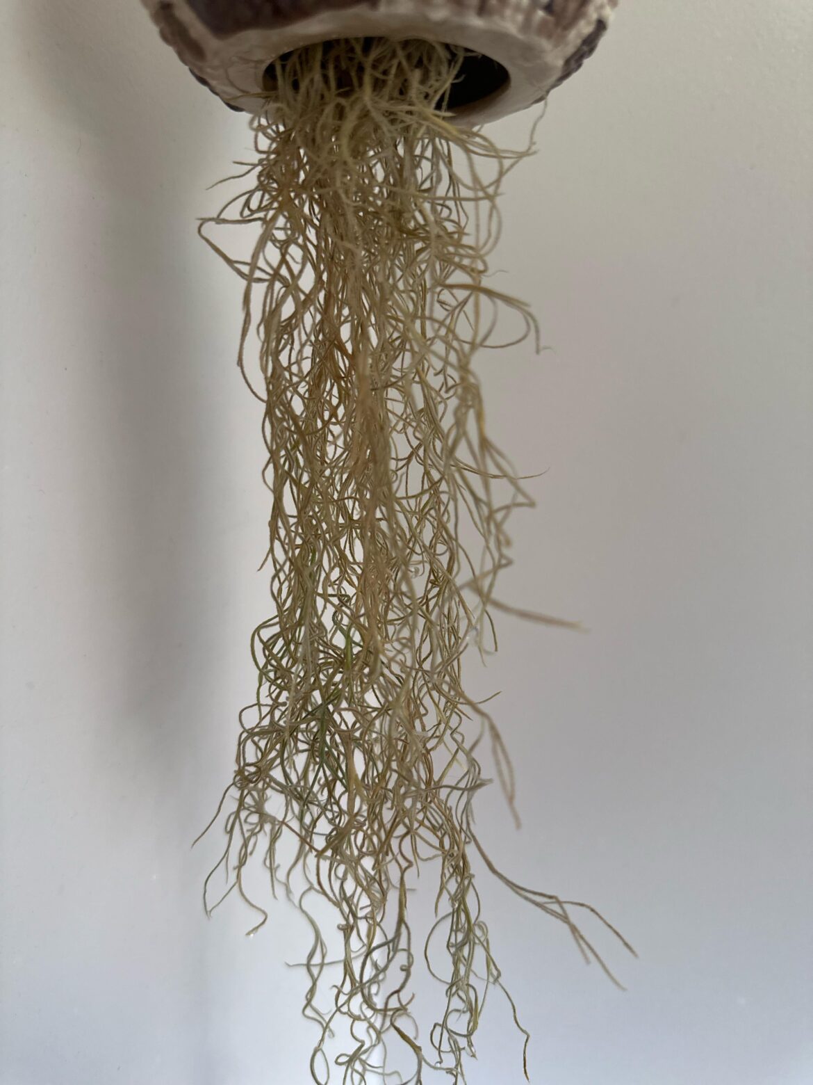 Is my Spanish moss dead?