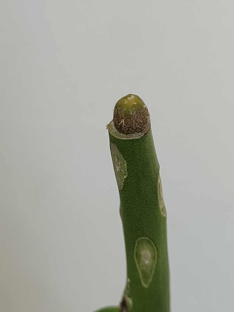 2 grafts, same day, same technique.