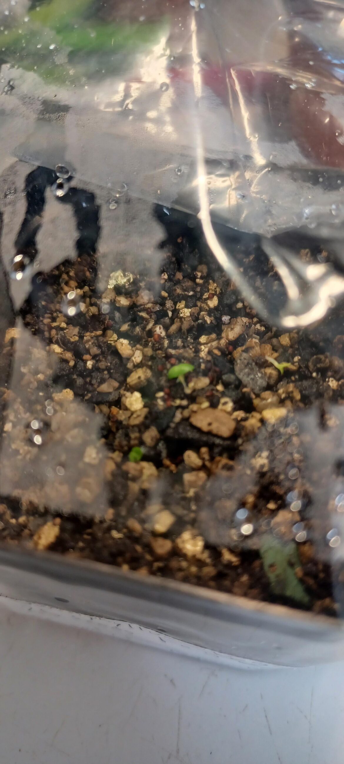 A couple of my glottiphyllum regium seeds germinated! ...now what?