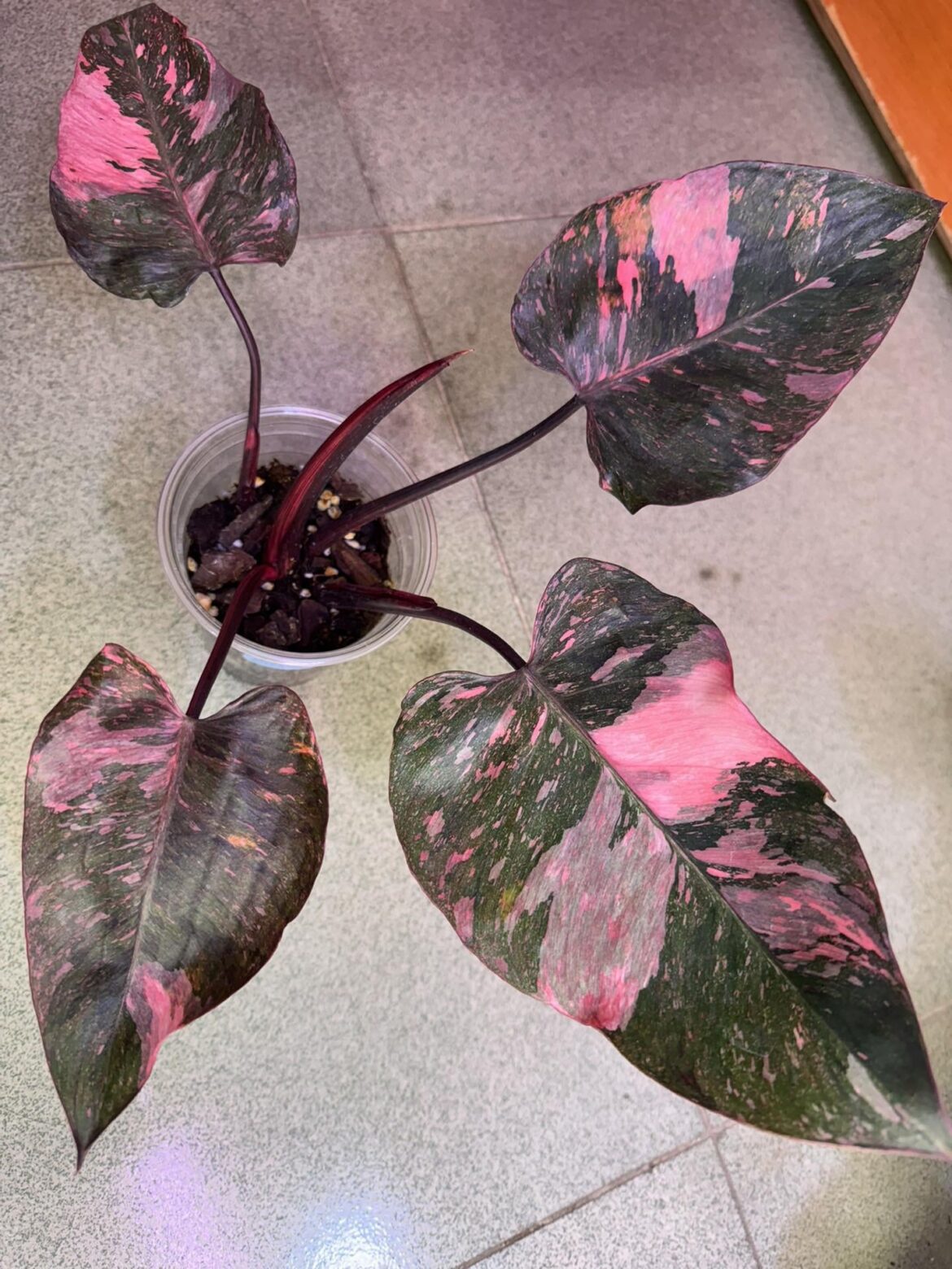 Just bought / ordered this fella..