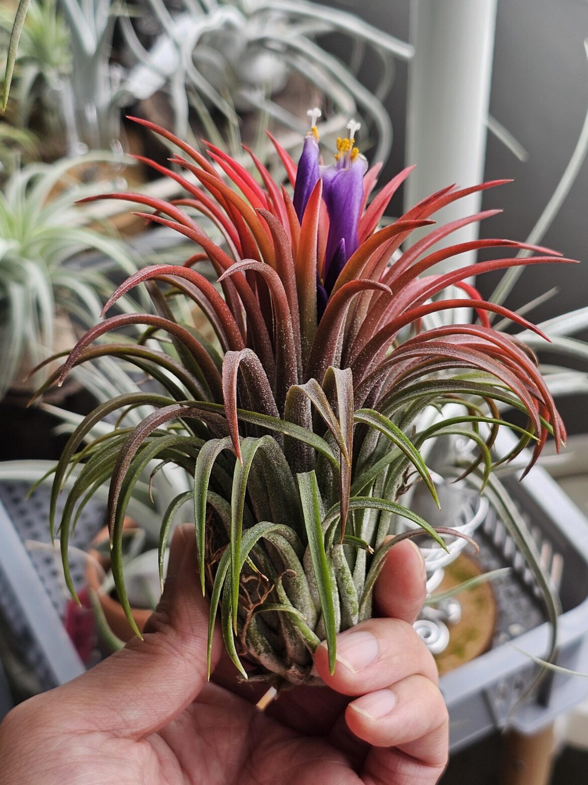 My Collection (Part 41): T. ionantha Curly Giant