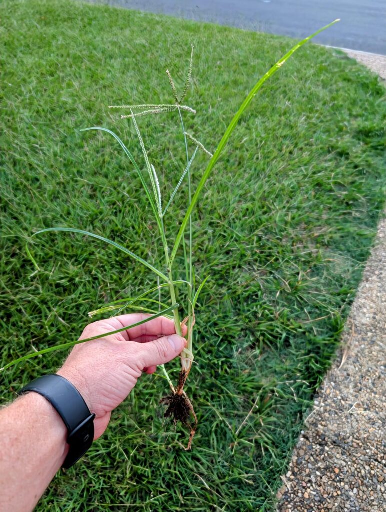 What is this monstrosity? What is this monstrosity?