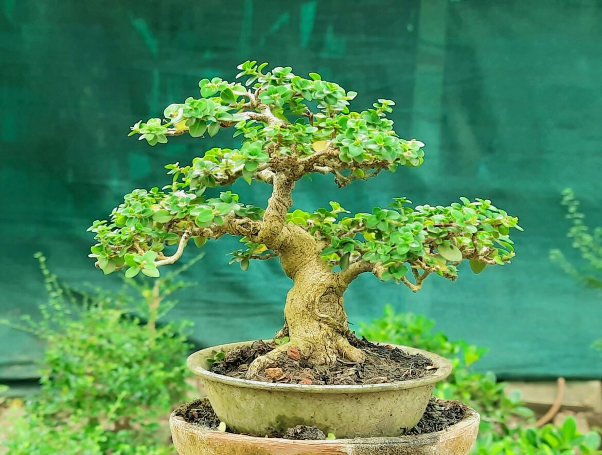 Premna Microphylla 5 inches bonsai