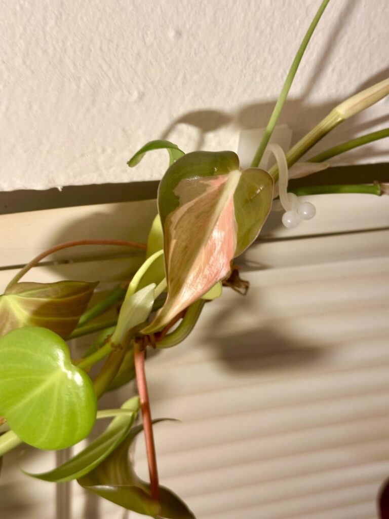 My Rio with her new pink leaf.