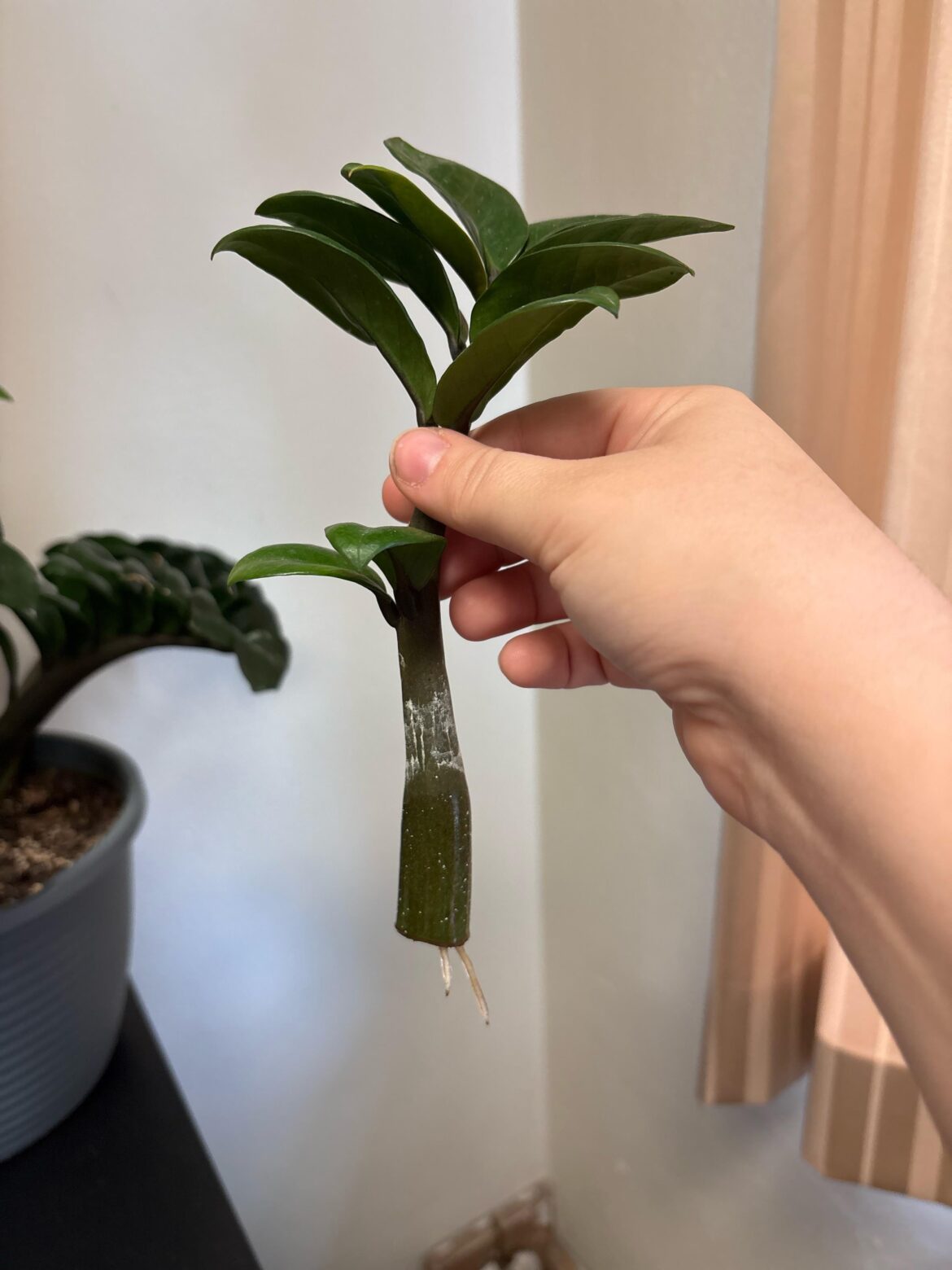 ZZ When to pot?