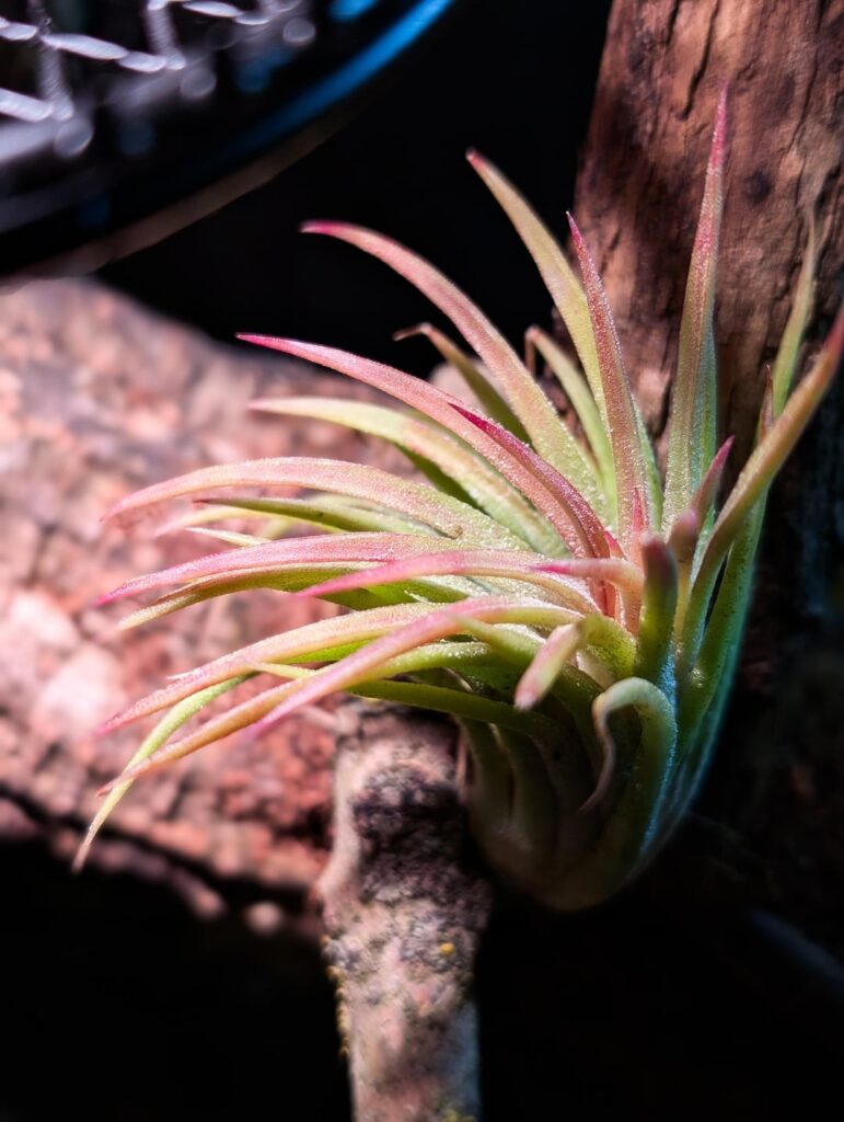 Some air plants from my boa enclosure