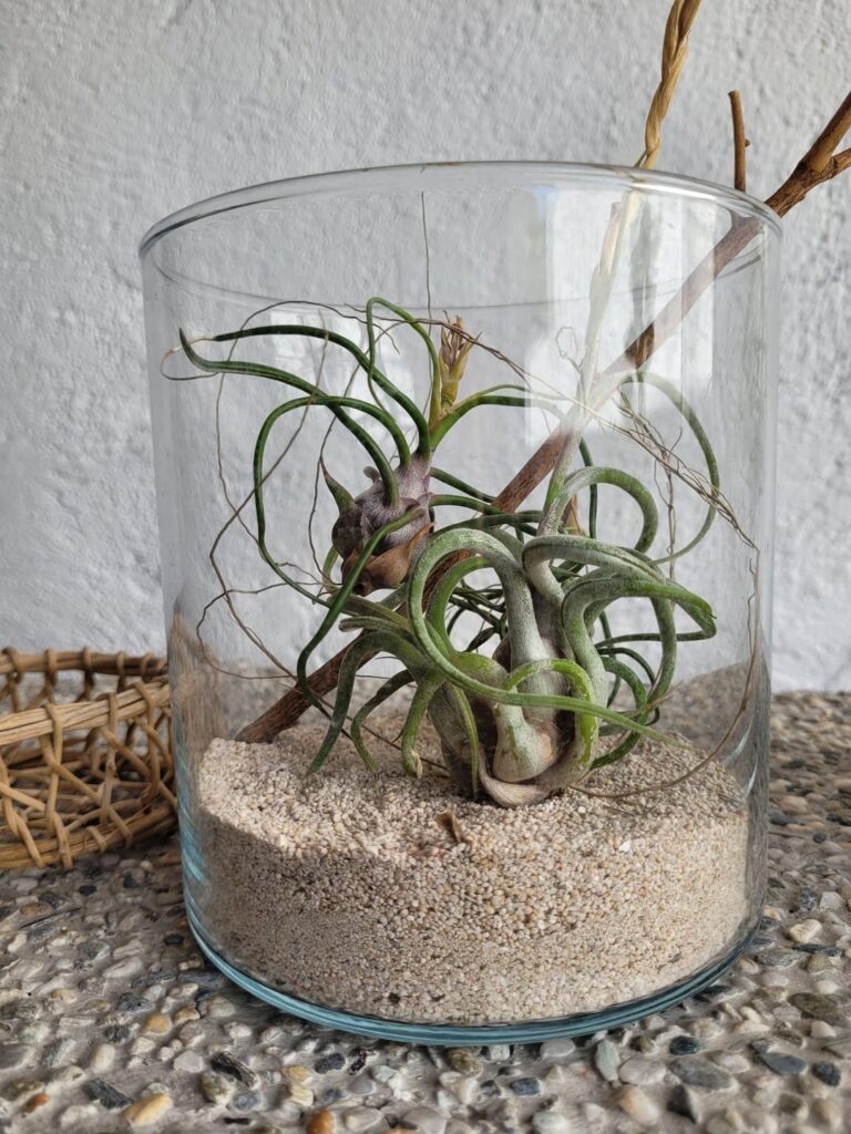 My airplants in a glass jar and my appreciative cat