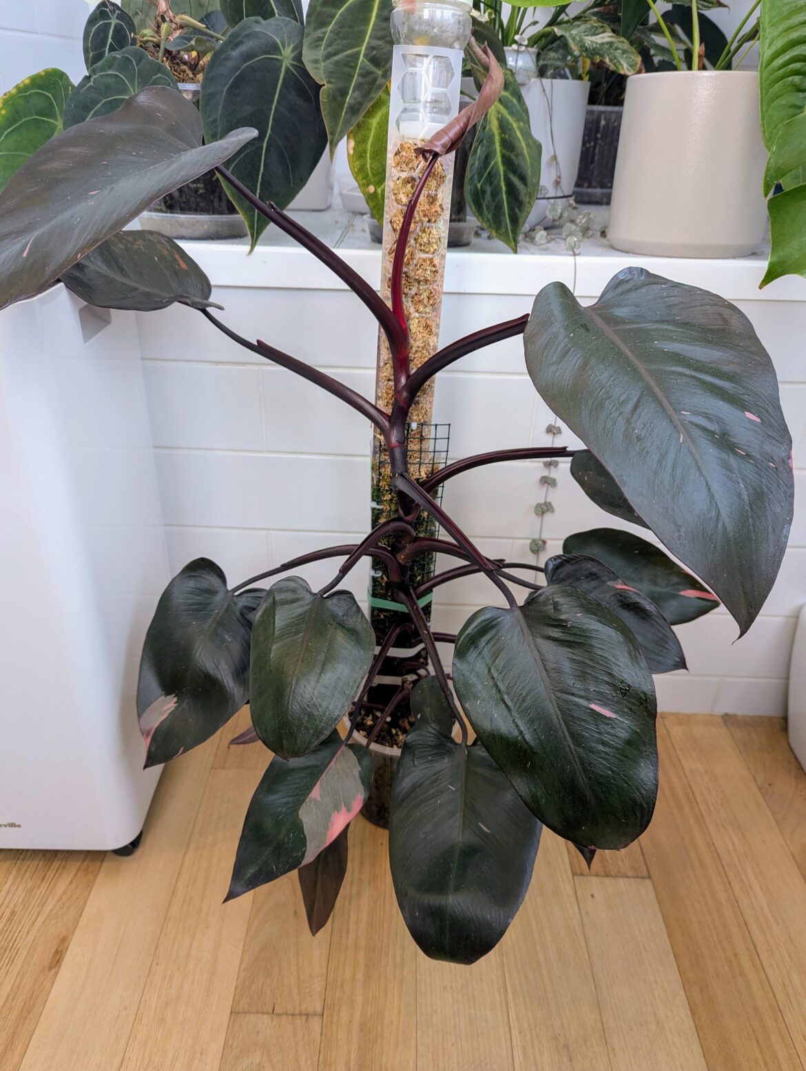 What would you do to this PPP What would you do to this PPP