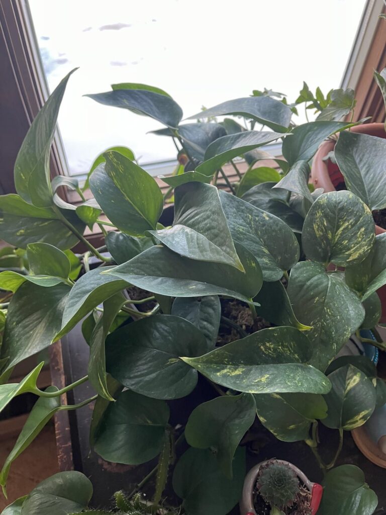 I’ve never repotted a pothos and I’m worried about damaging it. Would love some tips!