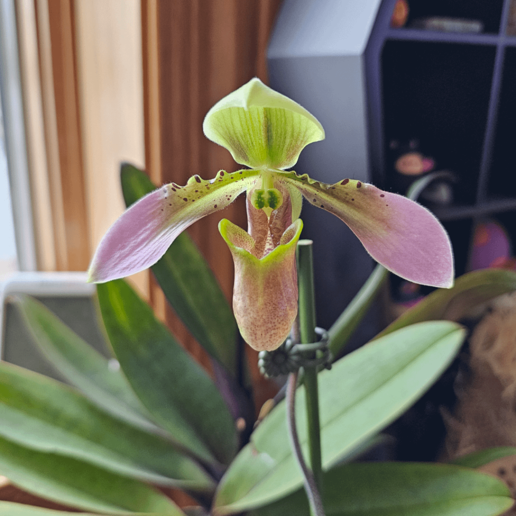 First paph to bloom in my care!