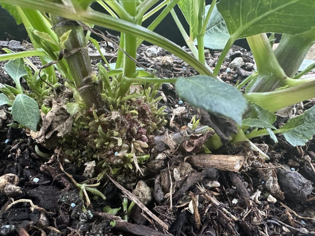 Is this Gall?? Im sorry