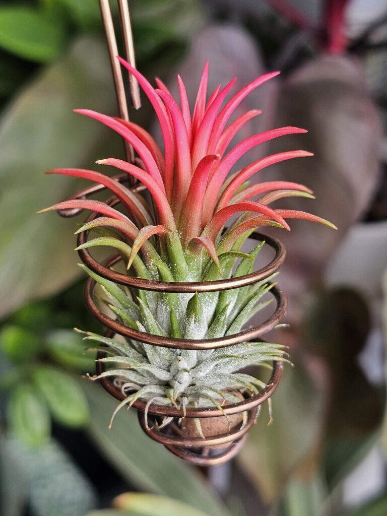 My Collection (Part 40): T. ionantha Apretado hybrid