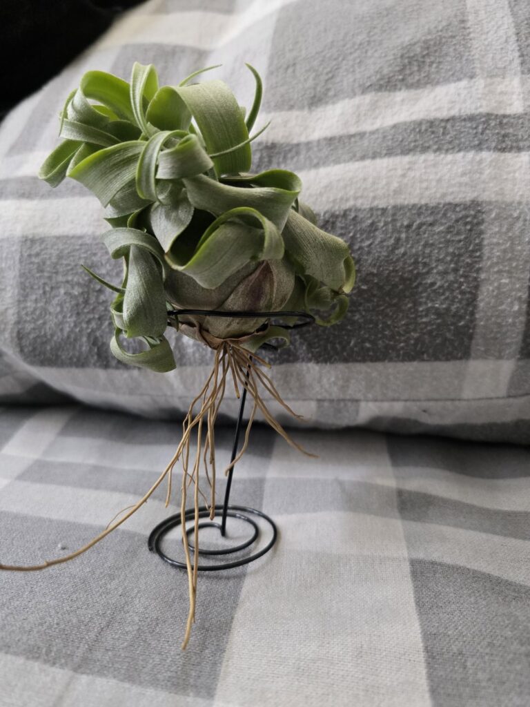 Hi, I'm new to air plants. What kind is this and does it look OK? Any help will be appreciated.