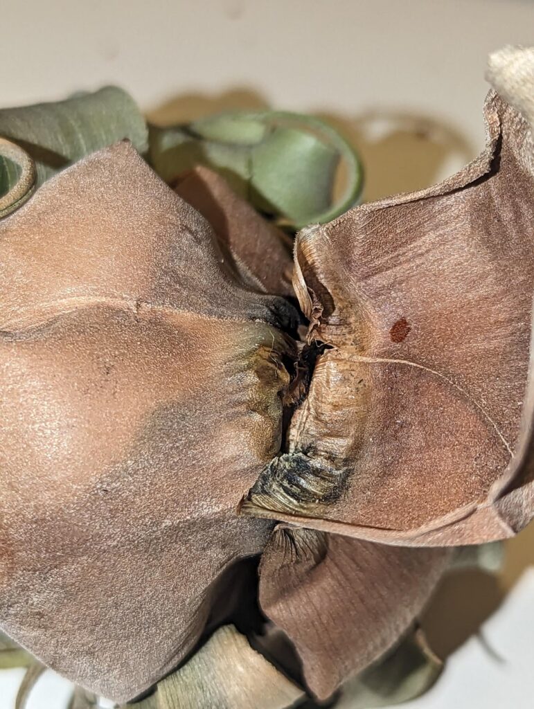 Should I be concerned? Slight black and shiny under old leaves about to fall off