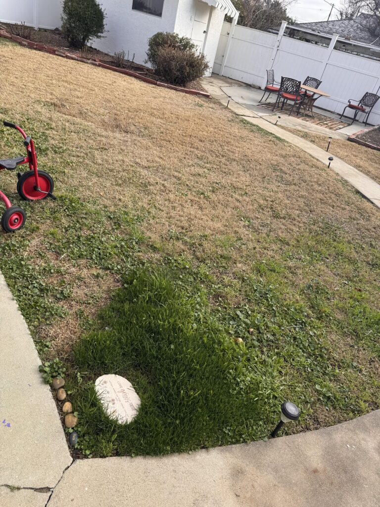I put Fescue grass seed but have Bermuda grass I put Fescue grass seed but have Bermuda grass