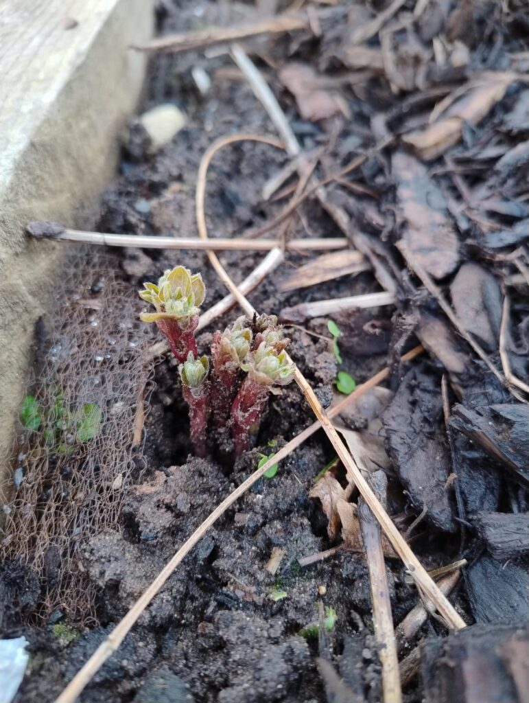 What popped up in my raised planter? England