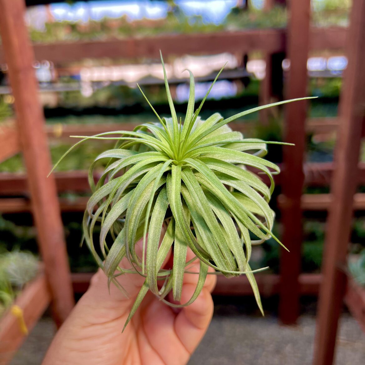 Small cultivar of stricta that has nice cascading leaves.